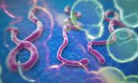 ebola-virusu-istanbulda-ebola-virusu-nedir-ebola-virusunden-nasil-korunulur
